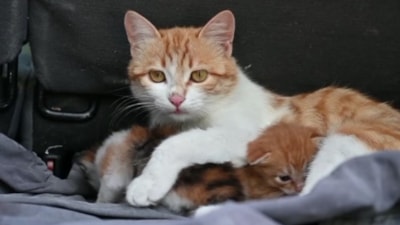 Osmaniye'de emekli öğretmenin araç bagajında kedi sevgisi