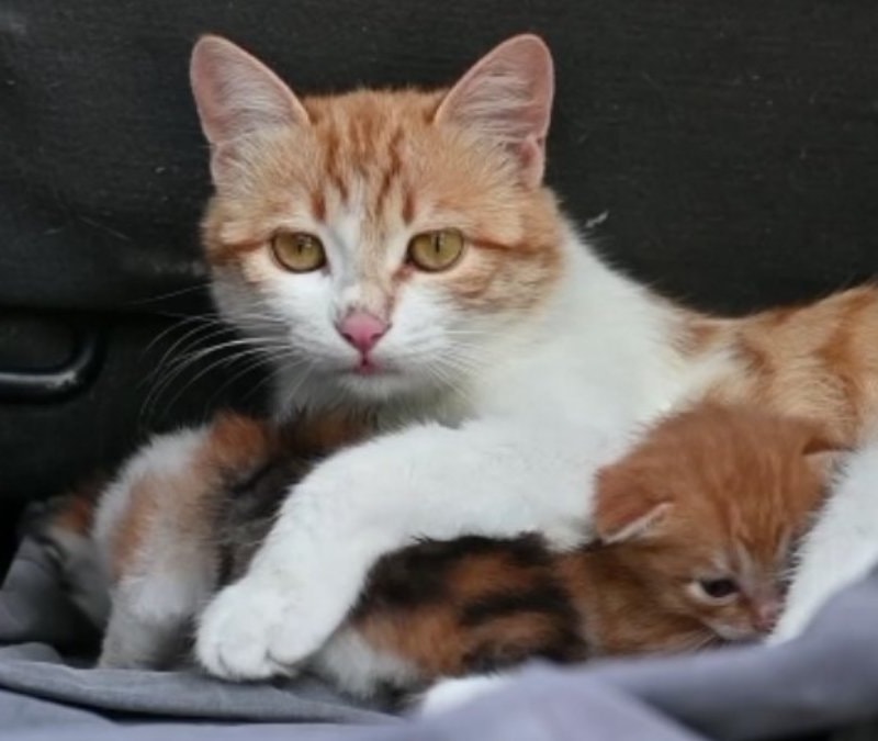 Osmaniye'de emekli öğretmenin araç bagajında kedi sevgisi
