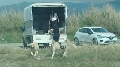 Hatay'da çok sayıda başıboş köpek sulak alana bırakıldı