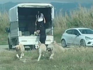 Hatay'da çok sayıda başıboş köpek sulak alana bırakıldı