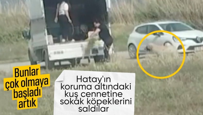 Hatay'da çok sayıda başıboş köpek sulak alana bırakıldı