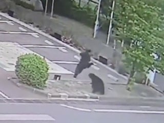 Japonya'da 4 kişinin yaralandığı ayı saldırısı sonrası okullar tatil edildi