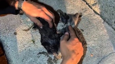 Çankırı'da yangında mahsur kalan kedileri itfaiye ekipleri kurtardı