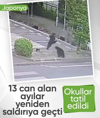 Japonya'da 4 kişinin yaralandığı ayı saldırısı sonrası okullar tatil edildi
