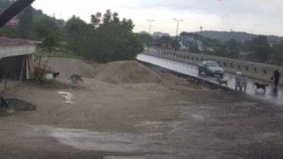 Ankara'da yaşlı kadına başıboş köpekler saldırdı