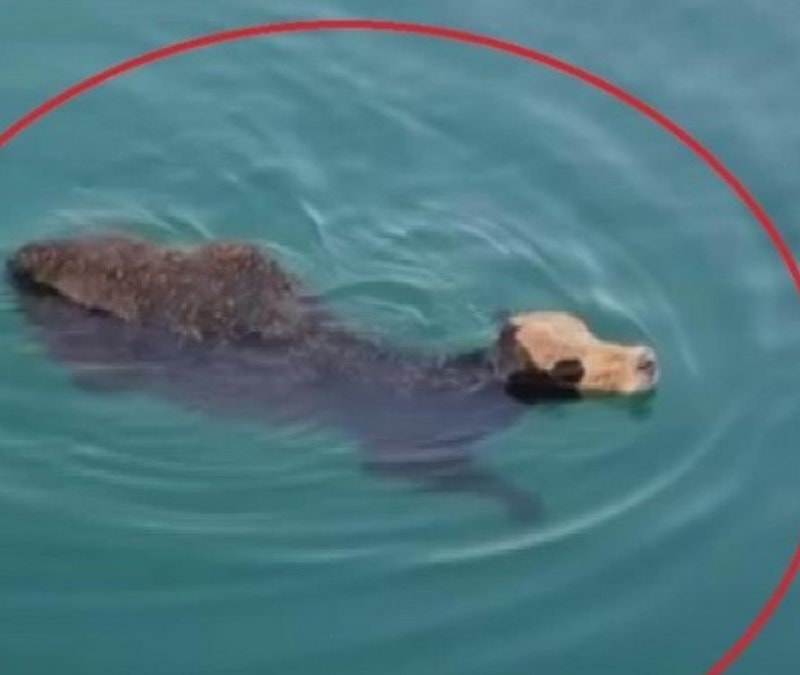 Hatay limanında sevkiyat sırasında denize düşen angus kaçtı
