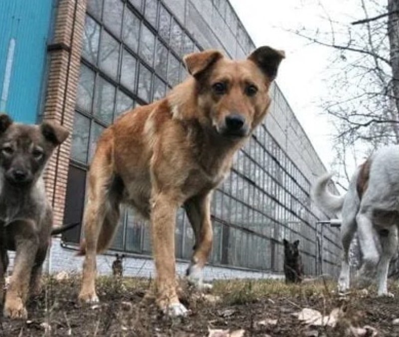 Ukrayna savaşı, köpekleri de değiştirdi
