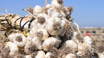Kahramanmaraş, sarımsak üretiminde Türkiye üçüncüsü