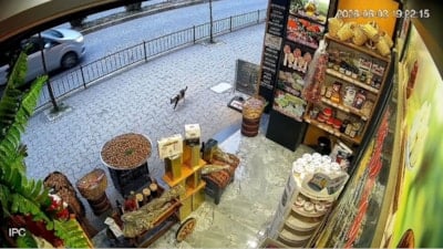 Giresun’da kedinin devirdiği çuvaldaki cevizler yola saçıldı