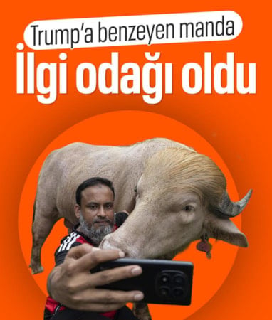 Bangladeş'teki Donald Trump lakaplı albino manda yoğun ilgi görüyor