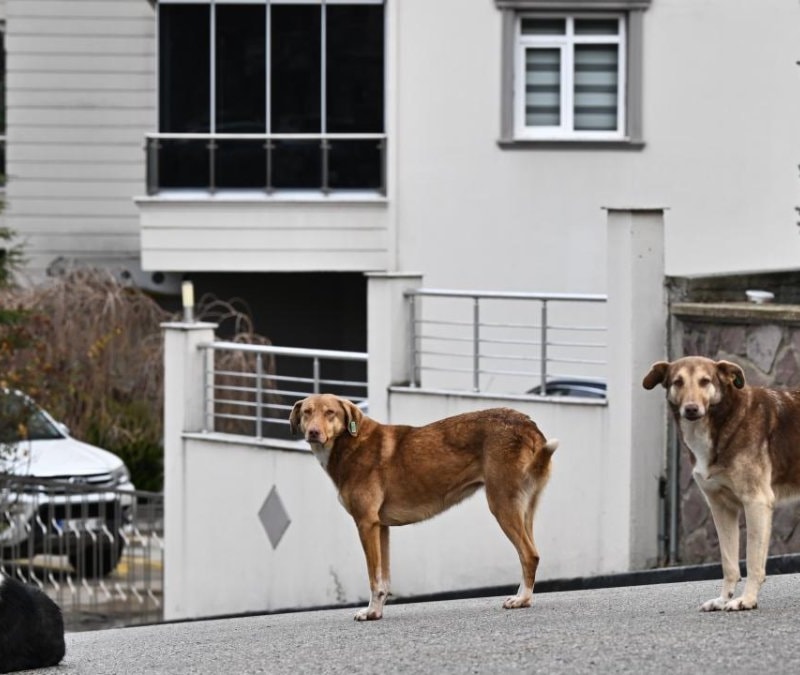 CHP'den köpekler için kanun teklifi: Cezalar artırılsın, sokaklara geri salınsın