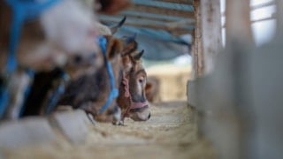 Yeni besicilik projesi, et fiyatlarını dengeleyecek