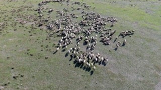 Bitlis'in serin yaylalarına göçerlerin göçü başladı