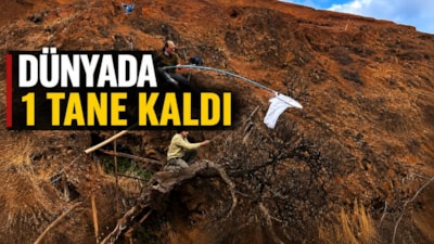 Dünyada sadece 1 tane kaldı: Bilim insanları yok olmadan önce son tohumlarını topladı