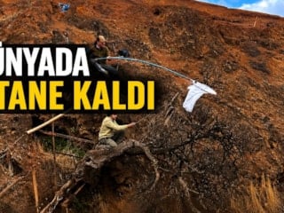 Dünyada sadece 1 tane kaldı: Bilim insanları yok olmadan önce son tohumlarını topladı