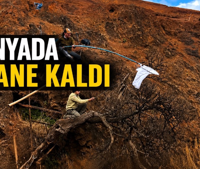 Dünyada sadece 1 tane kaldı: Bilim insanları yok olmadan önce son tohumlarını topladı