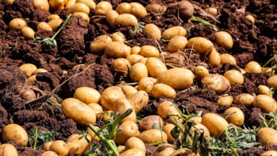 Adana'da patates hasadı: Tarlada kilo 20 liraya düştü
