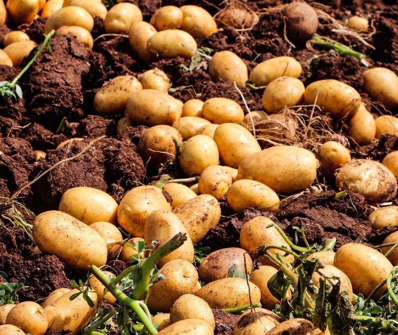 Adana'da patates hasadı: Tarlada kilo 20 liraya düştü
