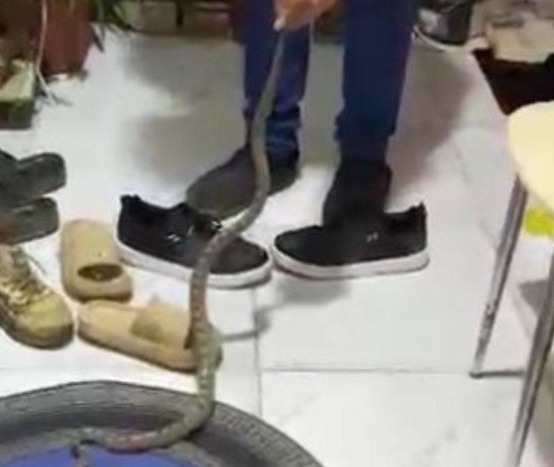 Antalya'da evine girdiği yılan ile konuşması güldürdü