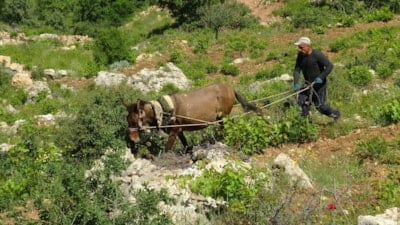 Batman'da asırlık gelenek yaşatılıyor: Dik yamaçlarda atla çift sürme mesaisi