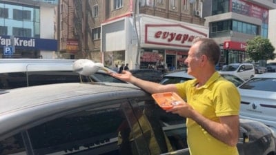 Kocaeli'de martı 'Pamuk' esnafın maskotu oldu