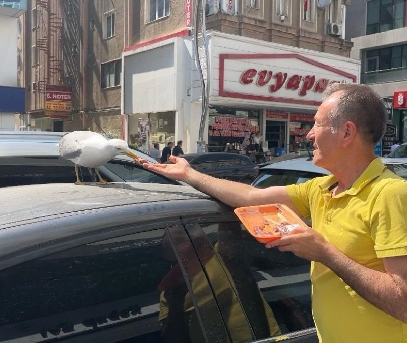 Kocaeli'de martı 'Pamuk' esnafın maskotu oldu