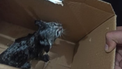 Siirt'te lavabo borusuna sıkışan kedi kurtarıldı