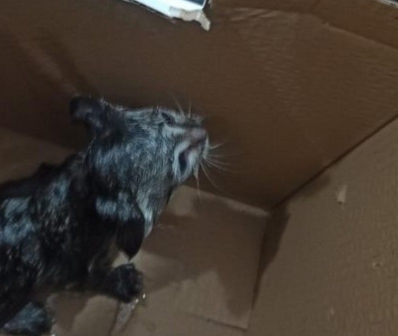 Siirt'te lavabo borusuna sıkışan kedi kurtarıldı