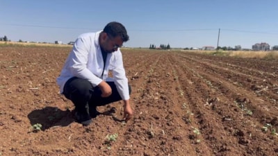 Şanlıurfa'da hububat hasadı sonrası pamuk tarlalarında zararlı tehlikesi