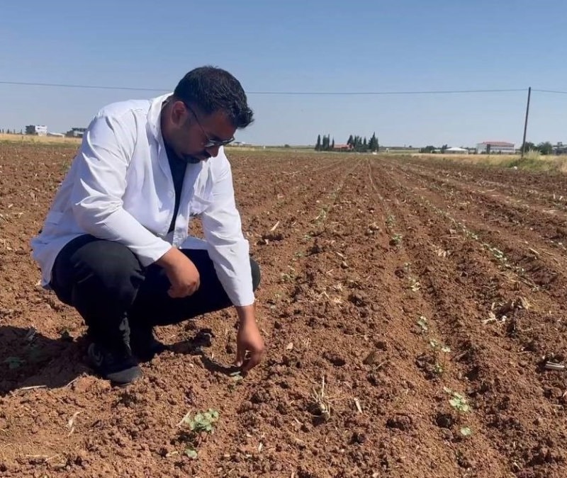 Şanlıurfa'da hububat hasadı sonrası pamuk tarlalarında zarar