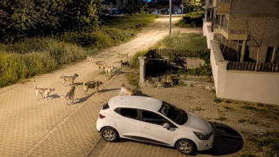 Bolu'da başıboş köpekler tedirginlik yarattı