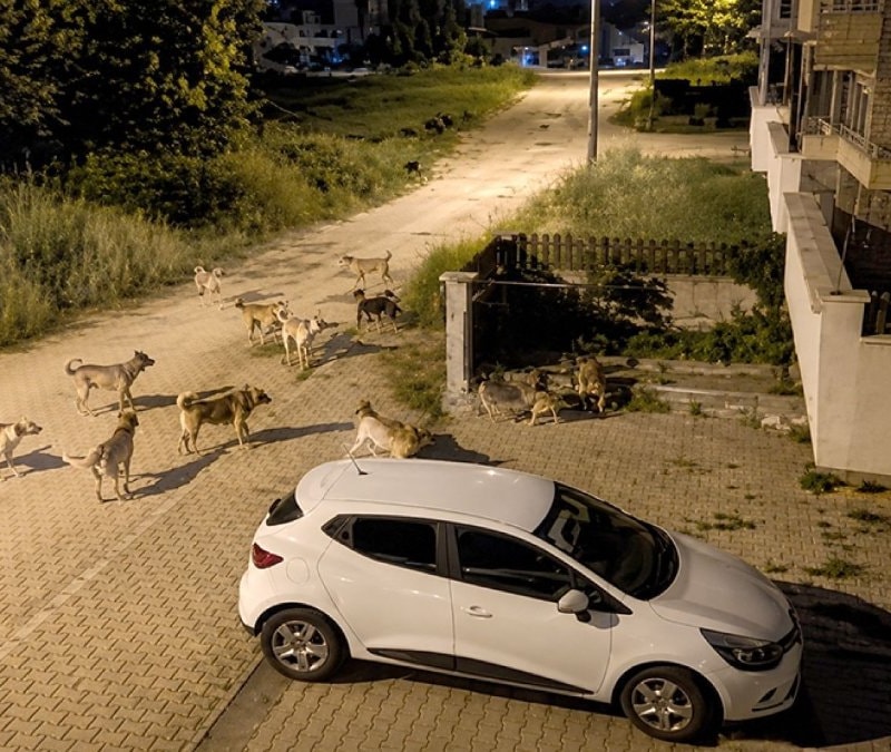 Bolu'da başıboş köpekler tedirginlik yarattı