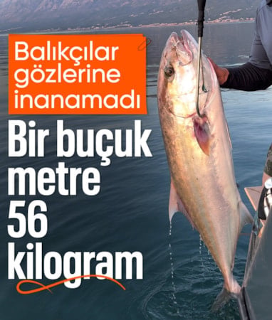 Antalya'da 56 kilogramlık kuzu balığı yakaladılar