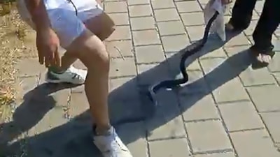 Adana'da nehirden çıkardıkları yılanın başını ezip çakıyla keserek öldürdüler