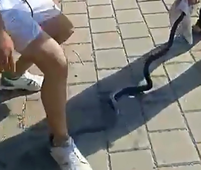 Adana'da nehirden çıkardıkları yılanın başını ezip çakıyla k