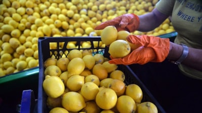 Türkiye’den 4 ayda 195 milyon dolarlık limon ihracatı