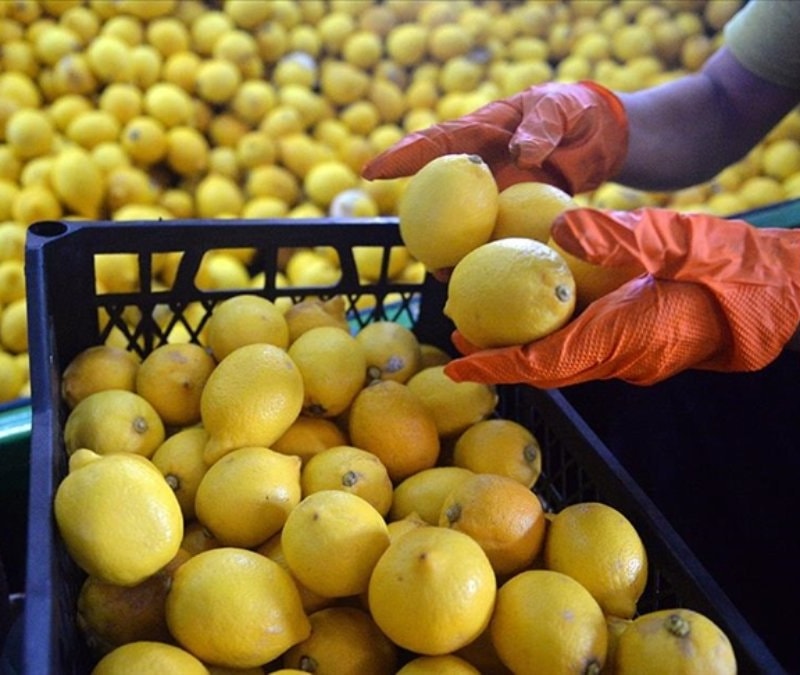Türkiye’den 4 ayda 195 milyon dolarlık limon ihracatı