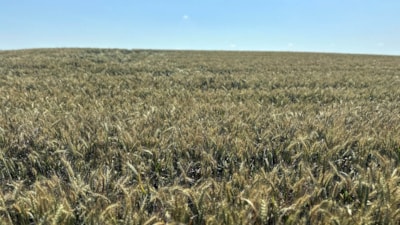 Edirne'de yağışlar, çiftçinin yüzünü güldürdü