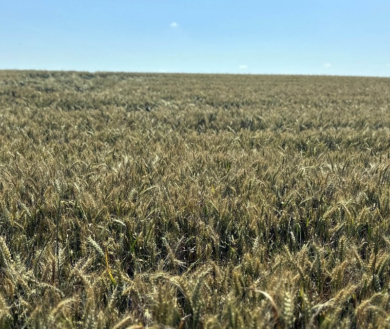 Edirne'de yağışlar, çiftçinin yüzünü güldürdü