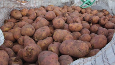 Sivas'ta patates ekim sezonu başladı: Hedef 75 bin ton