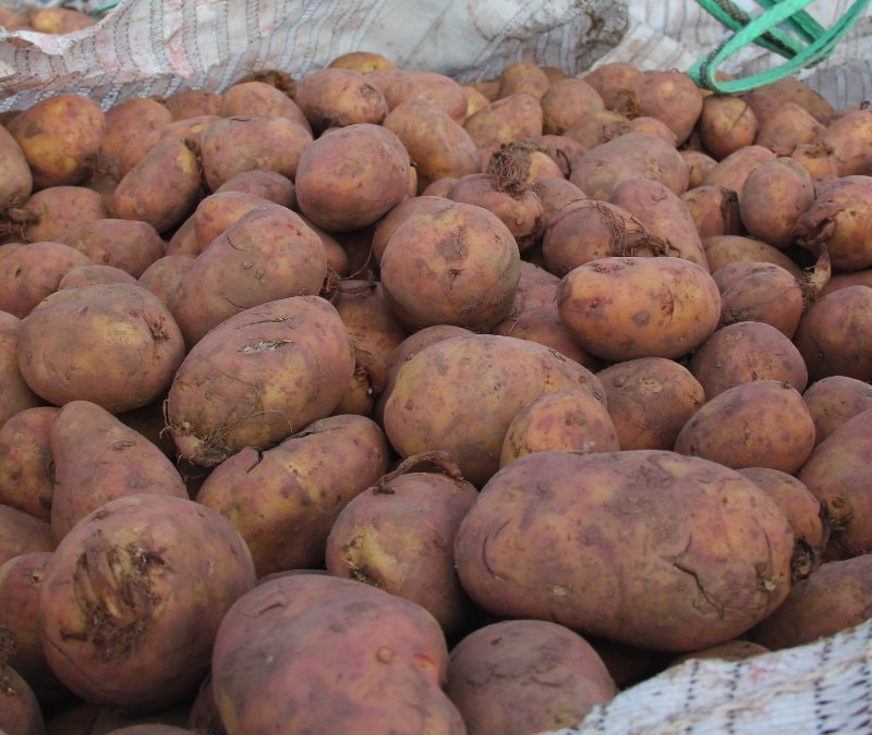 Sivas'ta patates ekim sezonu başladı: Hedef 75 bin ton
