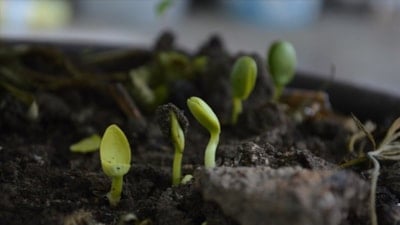 Yerli ve doğal gübreye talep artıyor, maliyetler çiftçiyi alternatif arayışına zorluyor