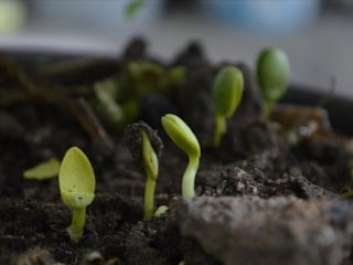 Yerli ve doğal gübreye talep artıyor, maliyetler çiftçiyi alternatif arayışına zorluyor