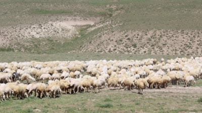 Aksaray’da 'ithal çoban' dönemi başladı: Yabancı iş gücüyle hayvancılıkta yeni model