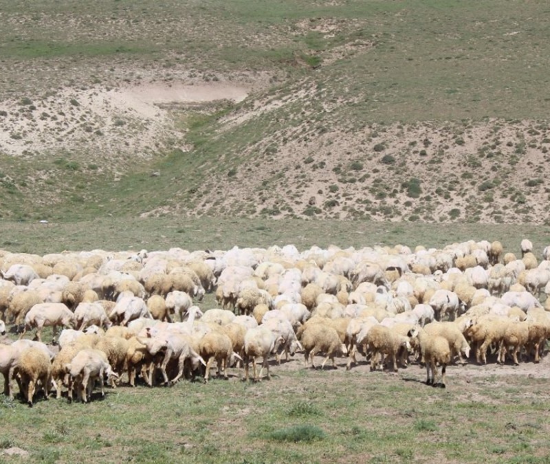 Aksaray’da 'ithal çoban' dönemi başladı: Yabancı i