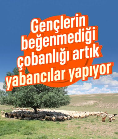 Aksaray’da 'ithal çoban' dönemi başladı: Yabancı iş gücüyle hayvancılıkta yeni model