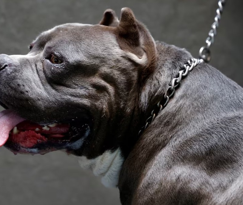 İngiltere, çocukların köpeklerle yalnız bırakılmasını yasakl