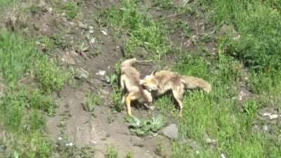 Kars'ta kızıl tilkilerin oyunu ve güç mücadelesi görüntülendi