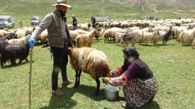 Hakkari'de yayla mesaisi başladı