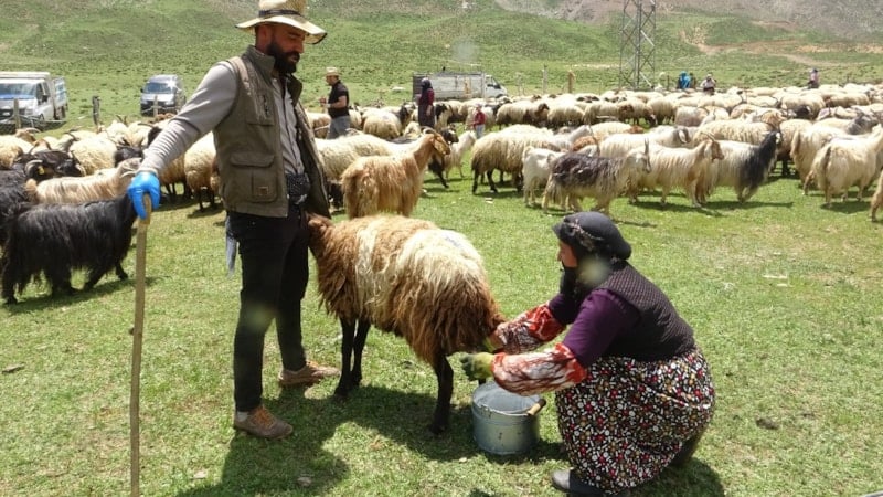 Hakkari'de yayla mesaisi başladı